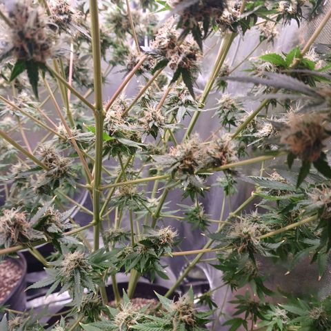 Super Lemon Pan growlog photo: Os buds estão menores que a irmã dela, mas o cheio está muito mais forte 