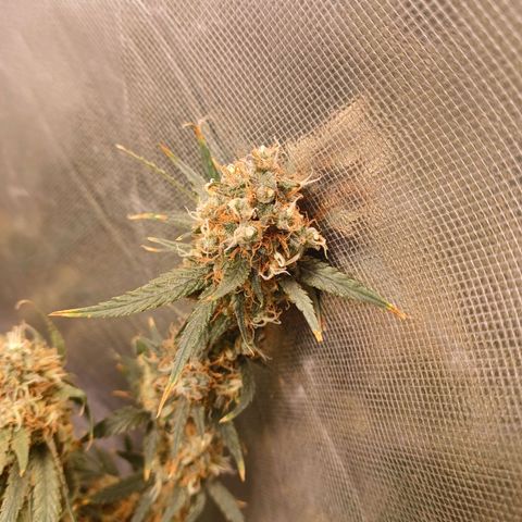 Super Lemon Pan growlog photo: Os buds estão menores que a irmã dela, mas o cheio está muito mais forte 