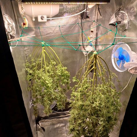 Mazine lemon haze growlog photo: A colheita!! 