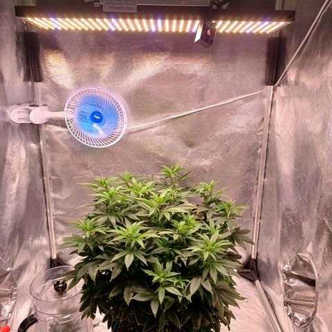Branquinho 47 growlog photo: Mudei de tenda, além de fazer uma primeira tentativa de clone 