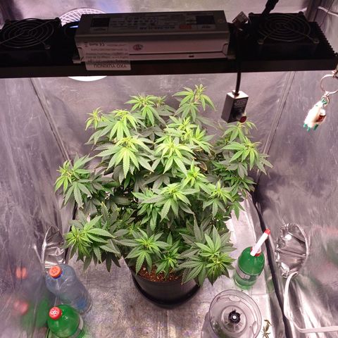 Branquinho 47 growlog timeline photo