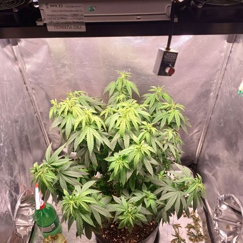 Branquinho 47 growlog timeline photo
