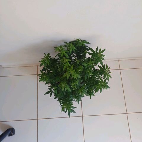 Branquinho 47 growlog photo: Tá baixinha por causa da defoliação 