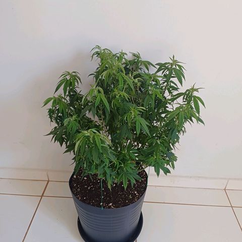 Branquinho 47 growlog photo: Tá baixinha por causa da defoliação 