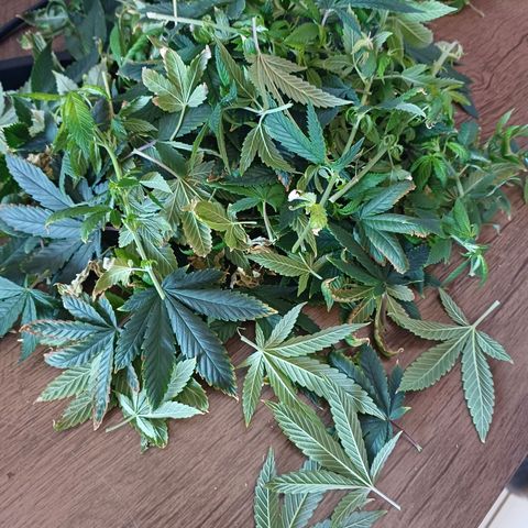 Branquinho 47 growlog timeline photo