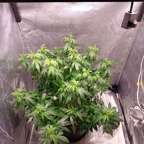 Branquinho 47 growlog photo: Rega foliar por causa de praga (cigarrinha) 