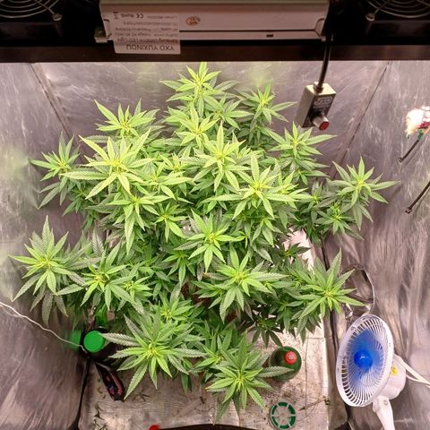 Branquinho 47 growlog timeline photo