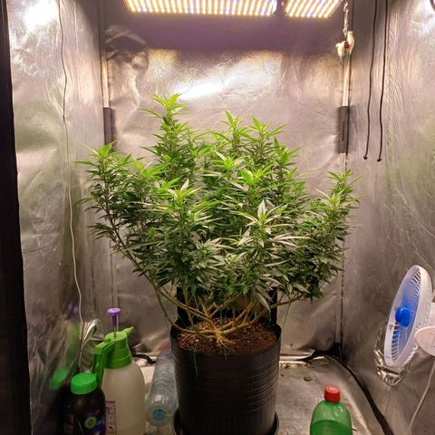 Branquinho 47 growlog timeline photo