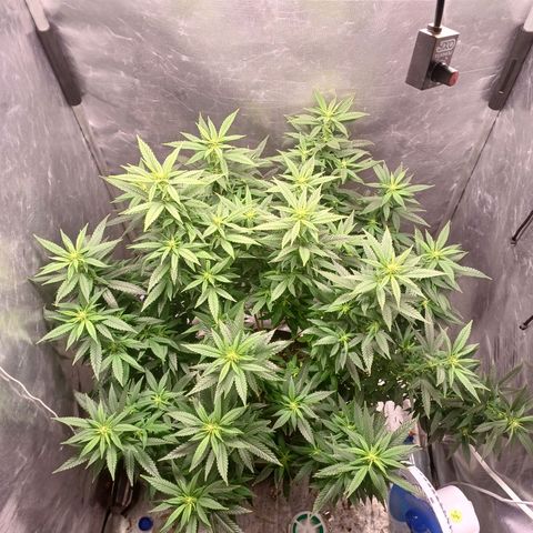 Branquinho 47 growlog timeline photo