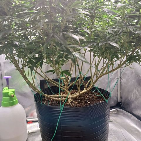 Branquinho 47 growlog timeline photo