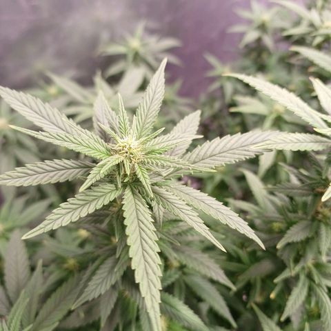 Branquinho 47 growlog timeline photo