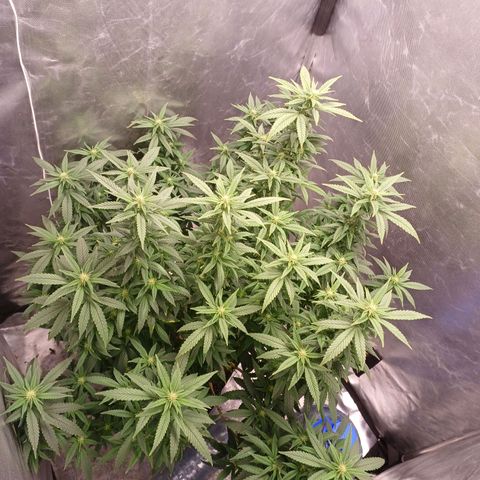 Branquinho 47 growlog timeline photo