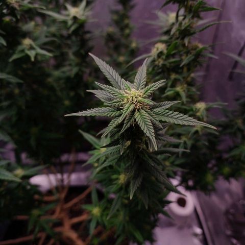Branquinho 47 growlog photo: Fiz uma defoliação violenta hoje. As folhas são minúsculas, e as flores são muito próximas umas das outras. Me parece que está crescendo devagar 