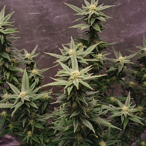Branquinho 47 growlog photo: Fiz uma defoliação violenta hoje. As folhas são minúsculas, e as flores são muito próximas umas das outras. Me parece que está crescendo devagar 