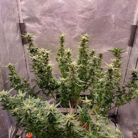 Branquinho 47 growlog photo: Fiz uma defoliação violenta hoje. As folhas são minúsculas, e as flores são muito próximas umas das outras. Me parece que está crescendo devagar 