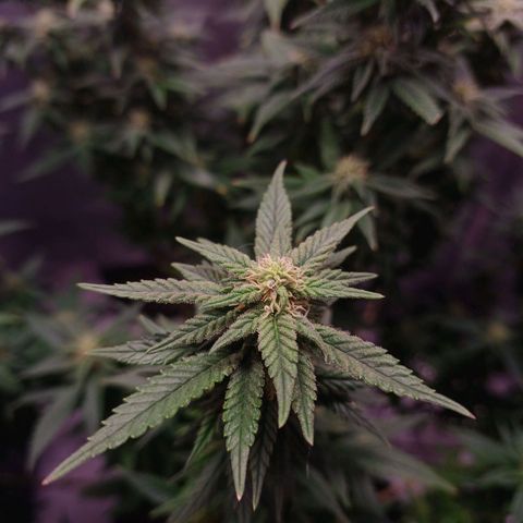 Branquinho 47 growlog photo: Acho que o ciclo dessa aqui vai ser bem demorado 