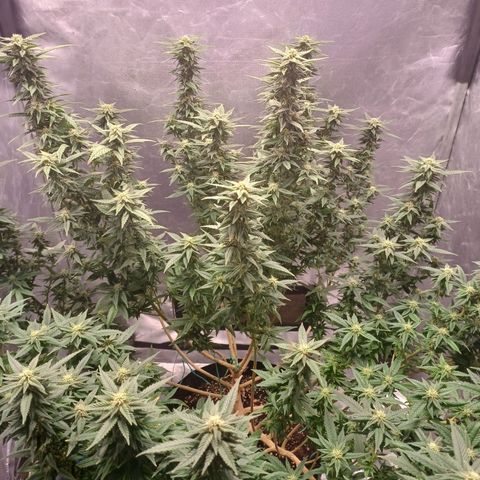 Branquinho 47 growlog photo: Acho que o ciclo dessa aqui vai ser bem demorado 