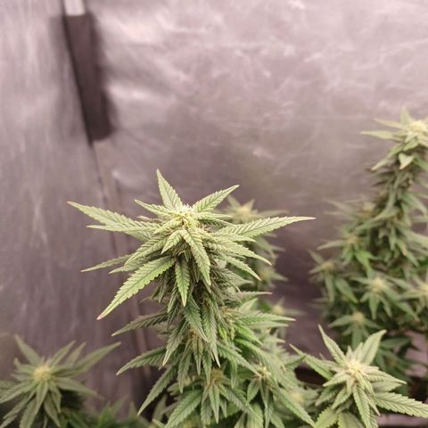 Branquinho 47 growlog photo: Acho que o ciclo dessa aqui vai ser bem demorado 