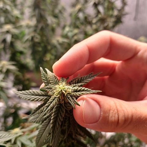 Branquinho 47 growlog photo: Top buds minúsculos. Acho que essa genética não vai me render boas colheitas