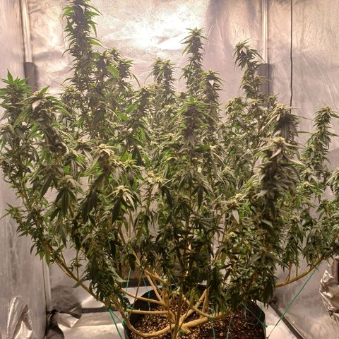Branquinho 47 growlog photo: Top buds minúsculos. Acho que essa genética não vai me render boas colheitas