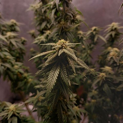 Branquinho 47 growlog photo: Top buds minúsculos. Acho que essa genética não vai me render boas colheitas