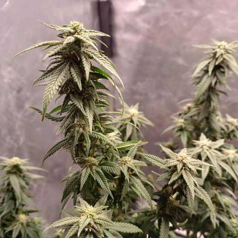 Branquinho 47 growlog photo: Top buds minúsculos. Acho que essa genética não vai me render boas colheitas