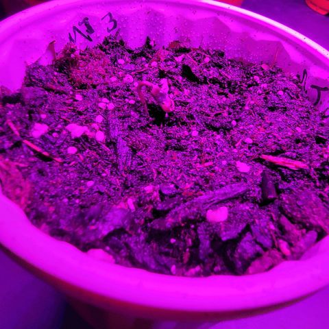 Mint Jelly 3 '22 DOC growlog timeline photo
