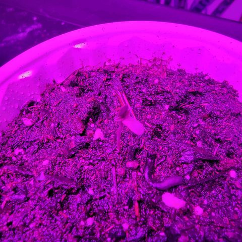 Caramel Cream 1 '22 DOC growlog timeline photo