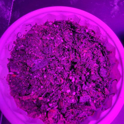 Caramel Cream 3 '22 DOC growlog timeline photo