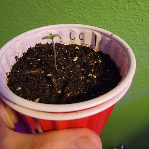 Caramel Cream 1 '22 DOC growlog timeline photo