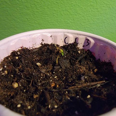 Caramel Cream 3 '22 DOC growlog timeline photo