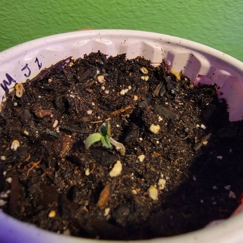Mint Jelly 1 '22 DOC growlog timeline photo