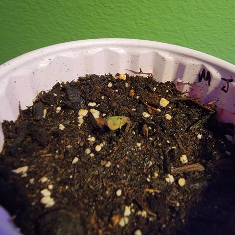 Mint Jelly 2 '22 DOC growlog timeline photo