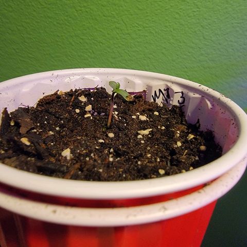 Mint Jelly 3 '22 DOC growlog timeline photo