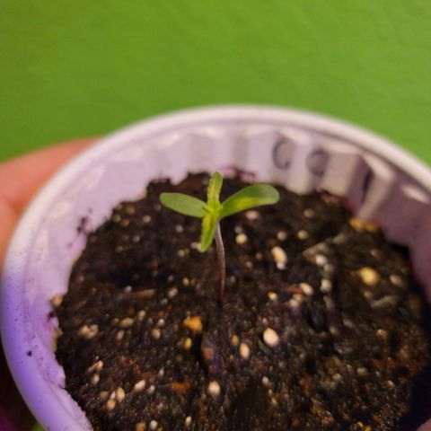 Caramel Cream 1 '22 DOC growlog timeline photo