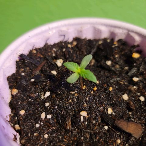 Caramel Cream 2 '22 DOC growlog timeline photo