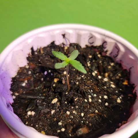 Caramel Cream 3 '22 DOC growlog timeline photo