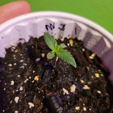 Mint Jelly 1 '22 DOC growlog timeline photo