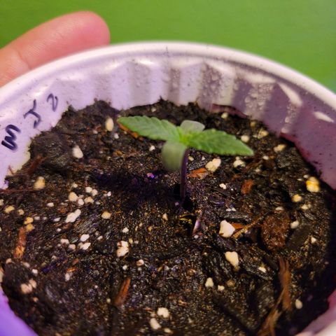 Mint Jelly 2 '22 DOC growlog timeline photo