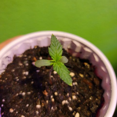 Mint Jelly 3 '22 DOC growlog timeline photo