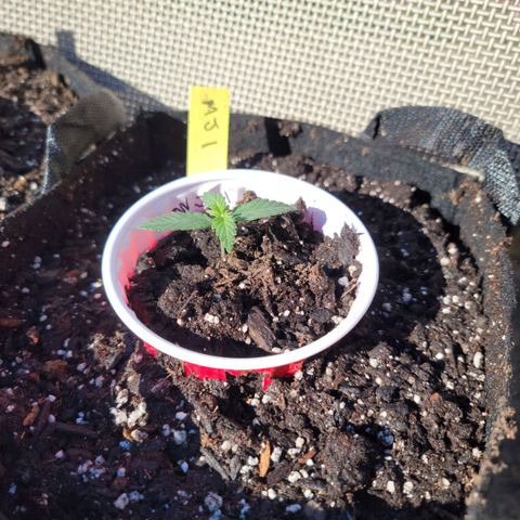 Mint Jelly 1 '22 DOC growlog timeline photo