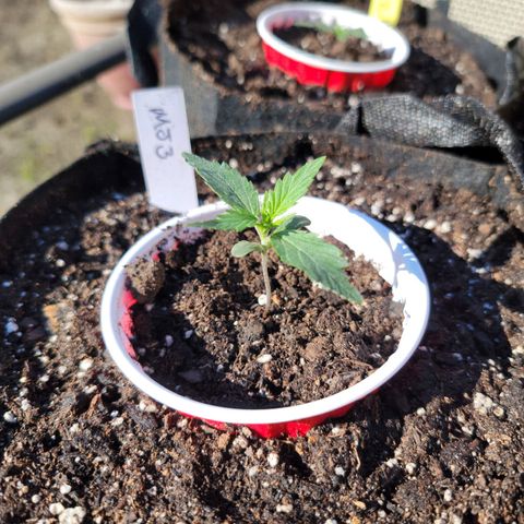 Mint Jelly 3 '22 DOC growlog timeline photo
