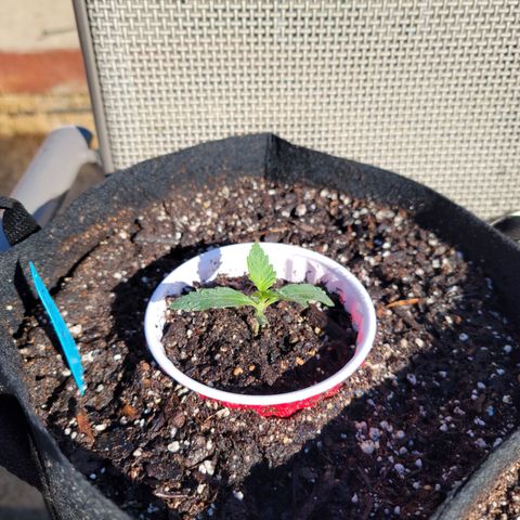 Caramel Cream 2 '22 DOC growlog timeline photo
