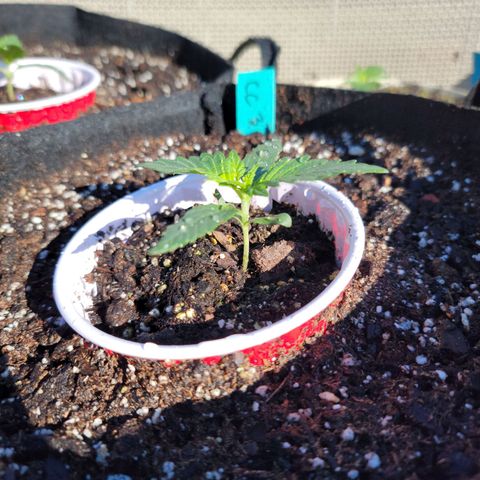 Caramel Cream 3 '22 DOC growlog timeline photo