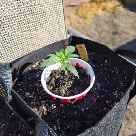 Mint Jelly 1 '22 DOC growlog timeline photo