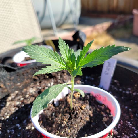 Mint Jelly 3 '22 DOC growlog timeline photo