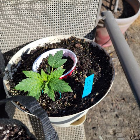 Caramel Cream 1 '22 DOC growlog timeline photo