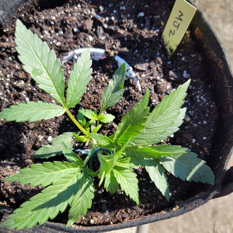 Mint Jelly 2 '22 DOC growlog timeline photo