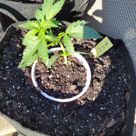 Mint Jelly 1 '22 DOC growlog timeline photo