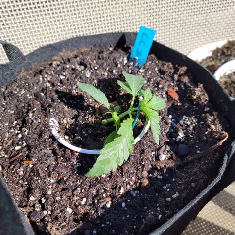Caramel Cream 2 '22 DOC growlog timeline photo